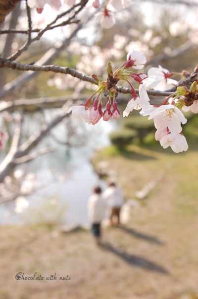 ０９　桜と子供たち.jpg
