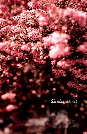 １８　１P　ピンクの花　ミニ.jpg