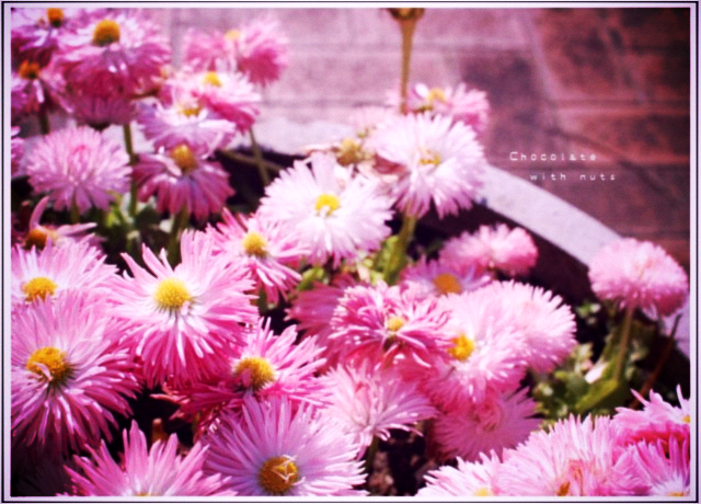 ２０　ピンクの花.jpg_effected.png