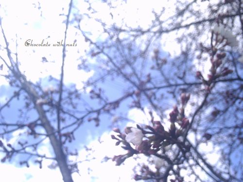 ２１　桜の木と青い空.jpg